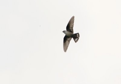 Rotszwaluw / Eurasian Crag Martin