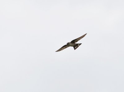 Rotszwaluw / Eurasian Crag Martin