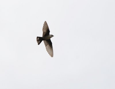 Rotszwaluw / Eurasian Crag Martin