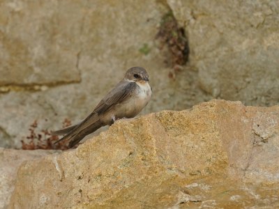 Rotszwaluw / Eurasian Crag Martin