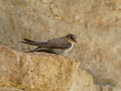 Rotszwaluw / Eurasian Crag Martin