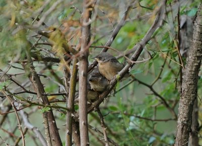 Westelijke Baardgrasmus / Western Subalpine Warbler