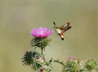 :: Glasvleugelpijlstaart / Broad-bordered Bee Hawk-moth ::