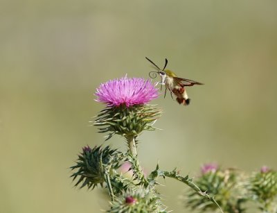 Glasvleugelpijlstaart / Broad-bordered Bee Hawk-moth
