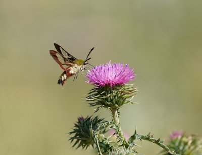 Glasvleugelpijlstaart / Broad-bordered Bee Hawk-moth