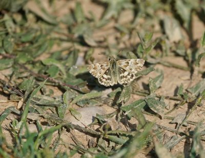 Andoorndikkopje / Marbled Skipper