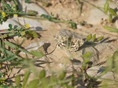 Andoorndikkopje / Marbled Skipper