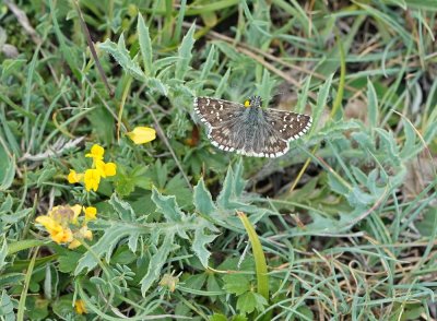 Bretons Spikkeldikkopje / Oberthür's Skipper