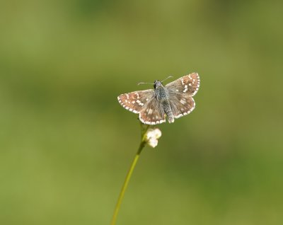 Bretons Spikkeldikkopje / Oberthür's Skipper