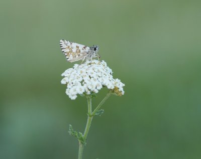 Bretons Spikkeldikkopje / Oberthür's Skipper
