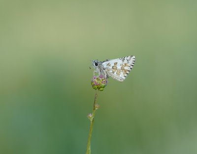Bretons Spikkeldikkopje / Oberthür's Skipper
