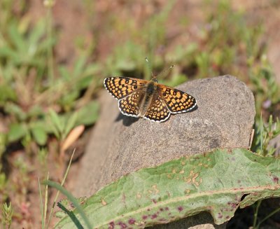 Veldparelmoervlinder / Glanville Fritillary