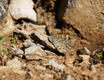 Argusvlinder / Wall Brown