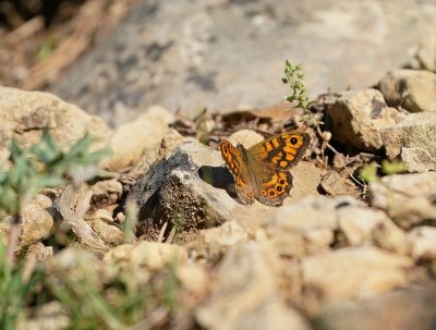 Argusvlinder / Wall Brown