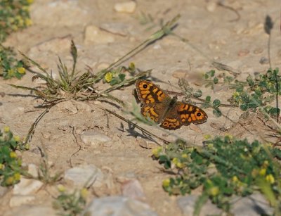 Argusvlinder / Wall Brown