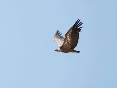 Vale Gier / Griffon Vulture
