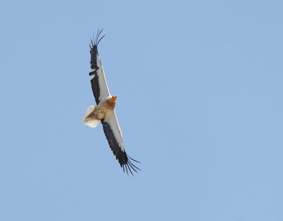 Aasgier / Egyptian Vulture
