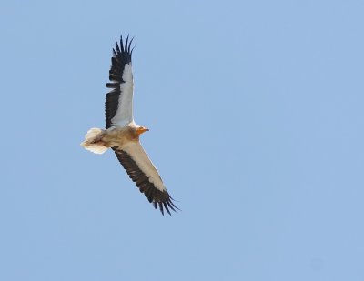 Aasgier / Egyptian Vulture