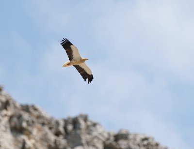 Aasgier / Egyptian Vulture