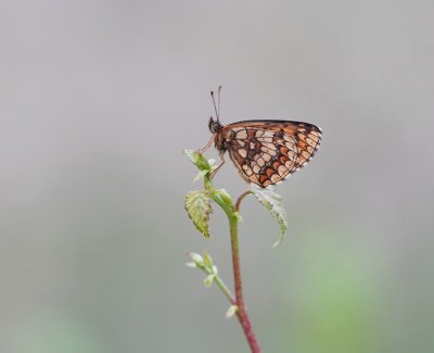 Bosparelmoervlinder / Heath Fritillary