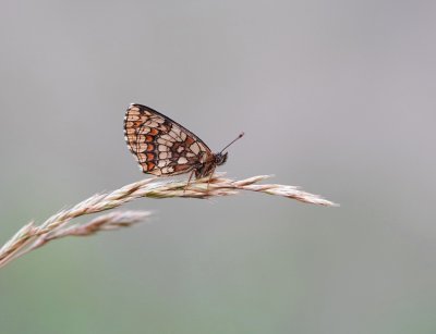 Bosparelmoervlinder / Heath Fritillary