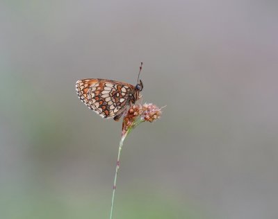 Bosparelmoervlinder / Heath Fritillary