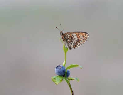 Bosparelmoervlinder / Heath Fritillary