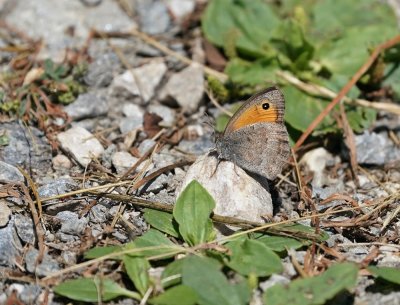 Grauw Zandoogje / Dusky Meadow Brown