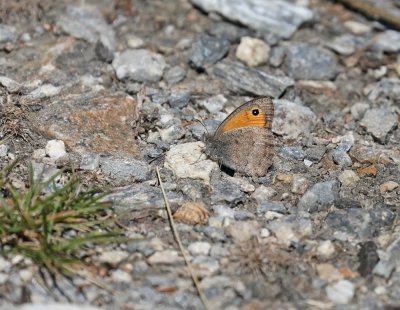Grauw Zandoogje / Dusky Meadow Brown