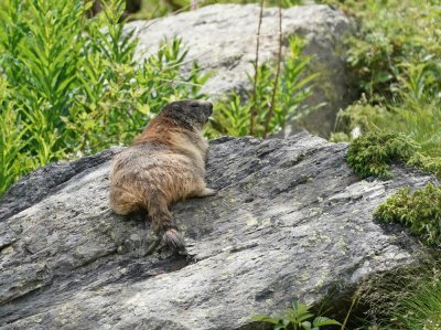 Alpenmarmot / Alpine Marmot