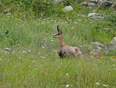 Gems / Chamois