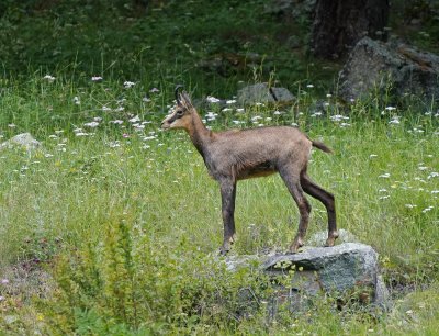 Gems / Chamois