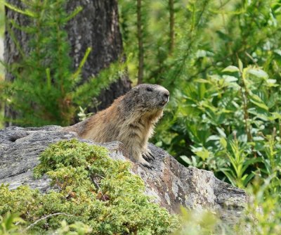 Alpenmarmot / Alpine Marmot