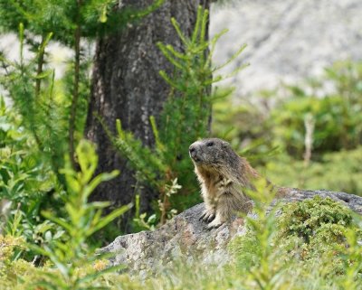 Alpenmarmot / Alpine Marmot