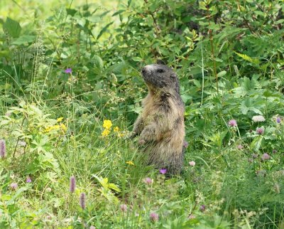 Alpenmarmot / Alpine Marmot