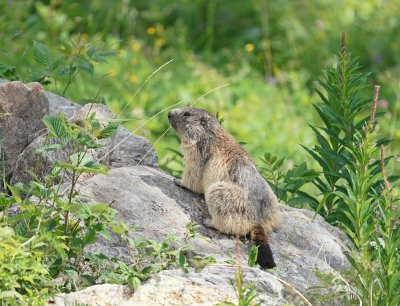 Alpenmarmot / Alpine Marmot