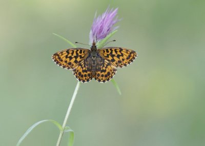 Paarse Parelmoervlinder / Violet Fritillary