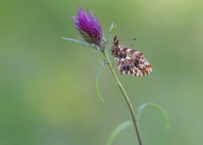 Paarse Parelmoervlinder / Violet Fritillary