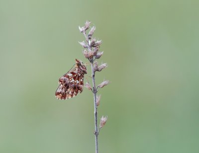 Paarse Parelmoervlinder / Violet Fritillary