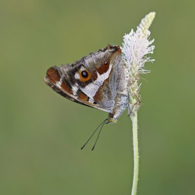 Grote Weerschijnvlinder / Purple Emperor