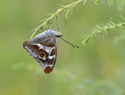 Grote Weerschijnvlinder / Purple Emperor