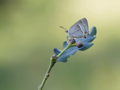 Eikenpage / Purple Hairstreak