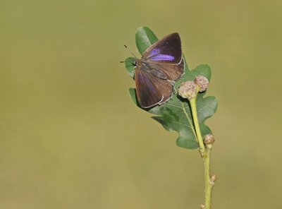 Eikenpage / Purple Hairstreak
