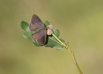 Eikenpage / Purple Hairstreak