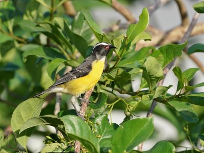 Suikerdiefje / Bananaquit