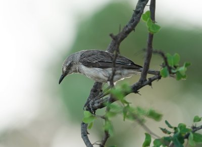 Tropische Spotlijster / Tropical Mockingbird
