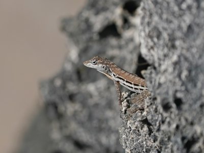 Curacao Striped Anole