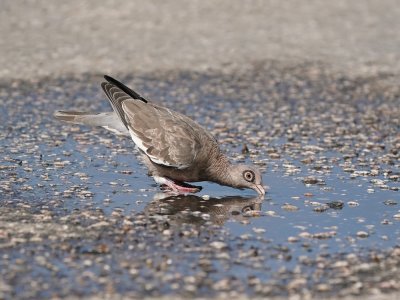 Naaktoogduif / Bare-eyed Dove