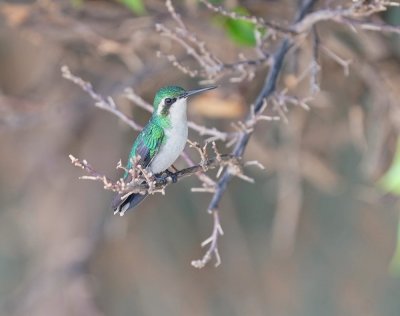 Blauwstaartsmaragdkolibrie / Blue-tailed Emerald