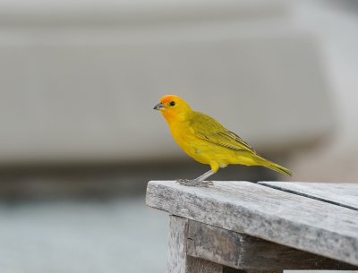 Gewone Saffraanvink / Saffron Finch